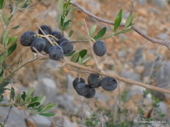 Near Fourni. Wild olive tree (Olea europaea var.sylvestris) fruits-001