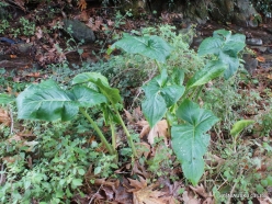 Richti Gorge. Arum lily (Arum sp.) (2)