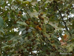 Richti Gorge. Cretan plane tree (Platanus orientalis var.cretica)