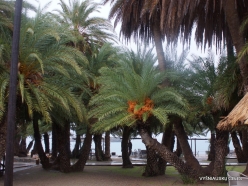 Vai Beach. Cretan Date Palm (Phoenix theophrasti) (3)