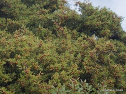 Vai Beach. Phoenicean Juniper (Juniperus phoenicea) (2)