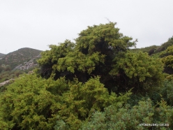 Vai Beach. Phoenicean Juniper (Juniperus phoenicea) (3)