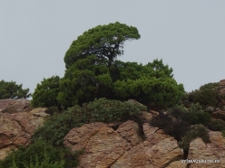 Vai Beach. Phoenicean Juniper (Juniperus phoenicea) (5)