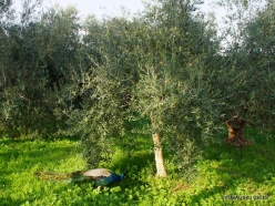 Capernaum. Olive tree (Olea europaea)