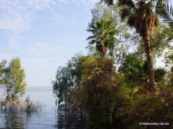 Capernaum. Sea of Galilee (Lake Tiberias, Kinneret) (3)