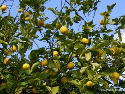 Jerusalem. Lemon tree (Citrus limon) (2)