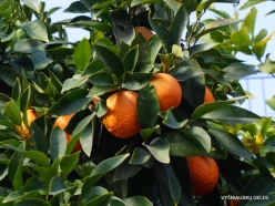 Jerusalem. Orange tree (Citrus x sinensis)