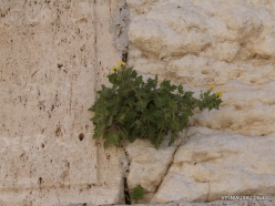 Jerusalem. Western Wall. Golden Henbane (Hyoscyamus aureus) (2)