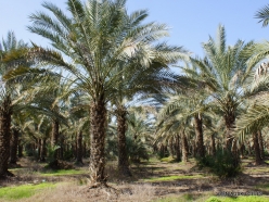 Yardenit. Date palms (Phoenix dactylifera)plantation (4)