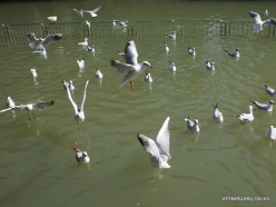 Yardenit. Jordan River. Gulls