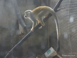 Guayaquil. Botanical garden. Ecuadorian squirrel monkey (Saimiri sciureus macrodon) (3)