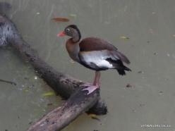 Guayaquil. Historical park. Black-bellied whistling duck (Dendrocygna autumnalis)