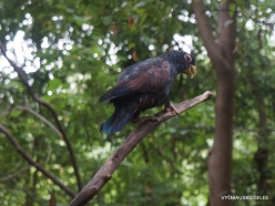 Guayaquil. Historical park. Bronze-winged parrot (Pionus chalcopterus) (2)