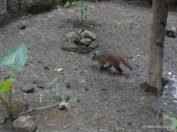 Guayaquil. Historical park. Crab-eating raccoon (Procyon cancrivorus) (4)