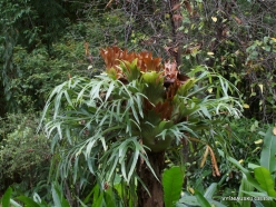 Guayaquil. Historical park. Elkhorn fern (Platycerium bifurcatum) (2)