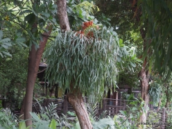 Guayaquil. Historical park. Elkhorn fern (Platycerium bifurcatum) (3)