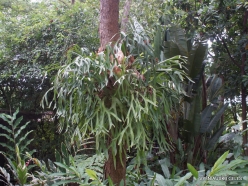 Guayaquil. Historical park. Elkhorn fern (Platycerium bifurcatum)