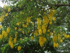 Guayaquil. Jardines del Malecon. Golden rain tree (Cassia fistula)