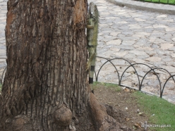Guayaquil. Seminario park. Green iguana (Iguana iguana) (13)