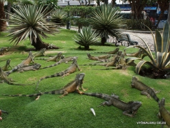 Guayaquil. Seminario park. Green iguana (Iguana iguana) (9)