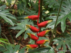 Guayaquil. Botanical garden. Hanging lobster claw (Heliconia rostrata)