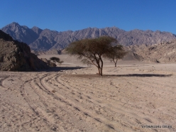 4 Sinai desert. Acacia tree (Vachellia sp.) (2)