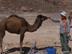 4 Sinai desert. Bedouins village. With young camel