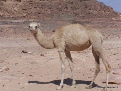 4 Sinai desert. Bedouins village. Young camel