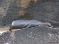 Bartolome Is. (10) Galápagos sea lion (Zalophus wollebaeki)