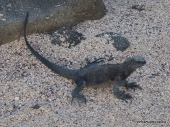 North Seymour Isl. Galápagos marine iguana (Amblyrhynchus cristatus hassi) (2)