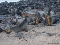 North Seymour Isl. Galápagos sea lion (Zalophus wollebaeki) (10)