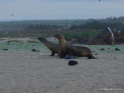 North Seymour Isl. Galápagos sea lion (Zalophus wollebaeki) (2)