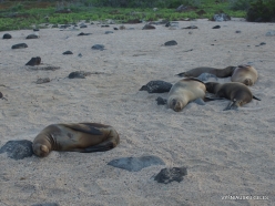 North Seymour Isl. Galápagos sea lion (Zalophus wollebaeki) (4)