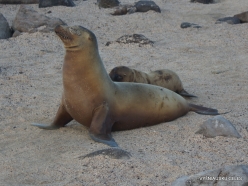 North Seymour Isl. Galápagos sea lion (Zalophus wollebaeki) (6)