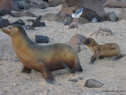 North Seymour Isl. Galápagos sea lion (Zalophus wollebaeki) (7)
