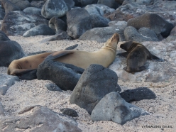North Seymour Isl. Galápagos sea lion (Zalophus wollebaeki) (8)