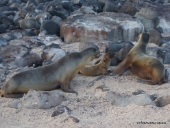 North Seymour Isl. Galápagos sea lion (Zalophus wollebaeki) (9)