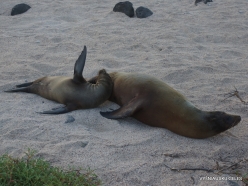 North Seymour Isl. Galápagos sea lion (Zalophus wollebaeki)