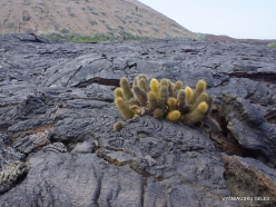 Santiago Isl. Sullivan Bay. Lava cactus (Brachycereus nesioticus) (2)