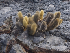 Santiago Isl. Sullivan Bay. Lava cactus (Brachycereus nesioticus)