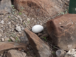 Espanola Isl. Egg of waved albatross (Phoebastria irrorata)