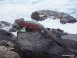 Espanola Isl. Galápagos marine iguana (Amblyrhynchus cristatus venustissimus) (18)