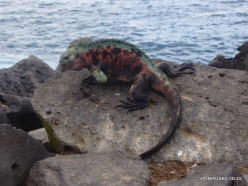 Espanola Isl. Galápagos marine iguana (Amblyrhynchus cristatus venustissimus) (22)