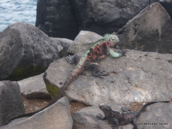 Espanola Isl. Galápagos marine iguana (Amblyrhynchus cristatus venustissimus) (23)