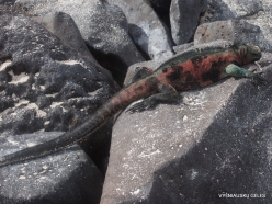 Espanola Isl. Galápagos marine iguana (Amblyrhynchus cristatus venustissimus) (8)