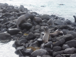 Espanola Isl. Galápagos sea lion (Zalophus wollebaeki) (2)