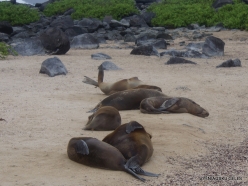 Espanola Isl. Galápagos sea lion (Zalophus wollebaeki) (3)