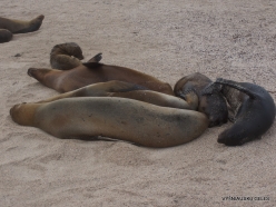 Espanola Isl. Galápagos sea lion (Zalophus wollebaeki) (4)