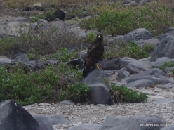 Espanola Isl. Galapagos hawk (Buteo galapagoensis)