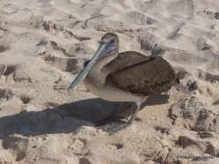Santa Cruz Is. Playa las Bachas. Brown pelican (Pelecanus occidentalis urinator) (8)